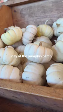 happy fall yall #pumpkinpatch #fallaesthetic #pumpkinseason #falldateideas 