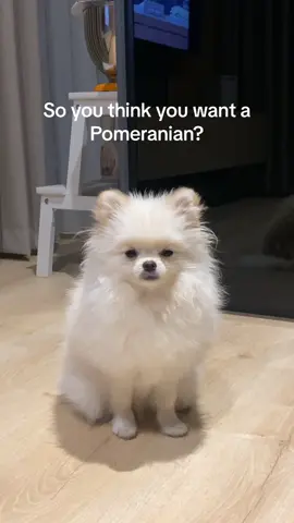 #pom #pomeranian 