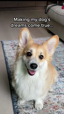 IM FLYING #corgi #dogdad #magic 