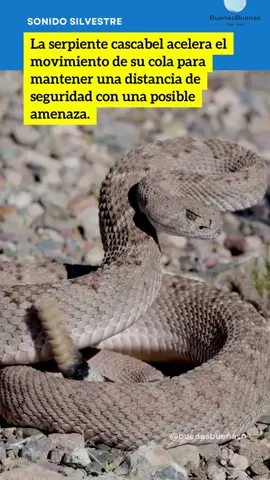 ¿Por qué suena la cola de la serpiente cascabel?, ¿funciona cómo una maraca?  Pues, no. Lo que realmente hace la serpiente es aumentar la velocidad del movimiento de la parte final de la cola, la cual está cubierta de diferentes capas de piel, lo que la hace sentir como un traqueteo potente. Esto lo hace para engañar sobre su posible distancia y así mantenerse a salvo.  #serpientecascabel🐍 #serpientecascabel #sonidossilvestres #animalestiktok