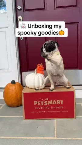 Unbox my Halloween goodie box with me!🎃👻 thank you @PetSmart for getting me all ready to go trick or treating! #pugsoftiktok #pugtok #PetsOfTikTok #unboxing #petsmart #anythingforpets #gifted #puglife #doglife #halloween #spookyseason 