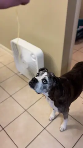 Athena loves the Lady and The Tramp spaghetti scene.#onthisday #nationaldogday #dogsofttiktok #fyp #CapCut 