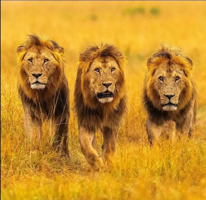 3 lion in one pic ☠️😈😎#tiktok #trending #keeploving❤️ #keepsupporting #copylinkplease💗 #1million #fyppppppppppppppppppppppp #@kingoffbutwal 💪 #@[Dancer_Dhormon3❤️‍🩹🥀] #@Ashim Jack #@ᴄɢ    ᴋᴀɴxᴀꔪ #@Susmitasunar09806 