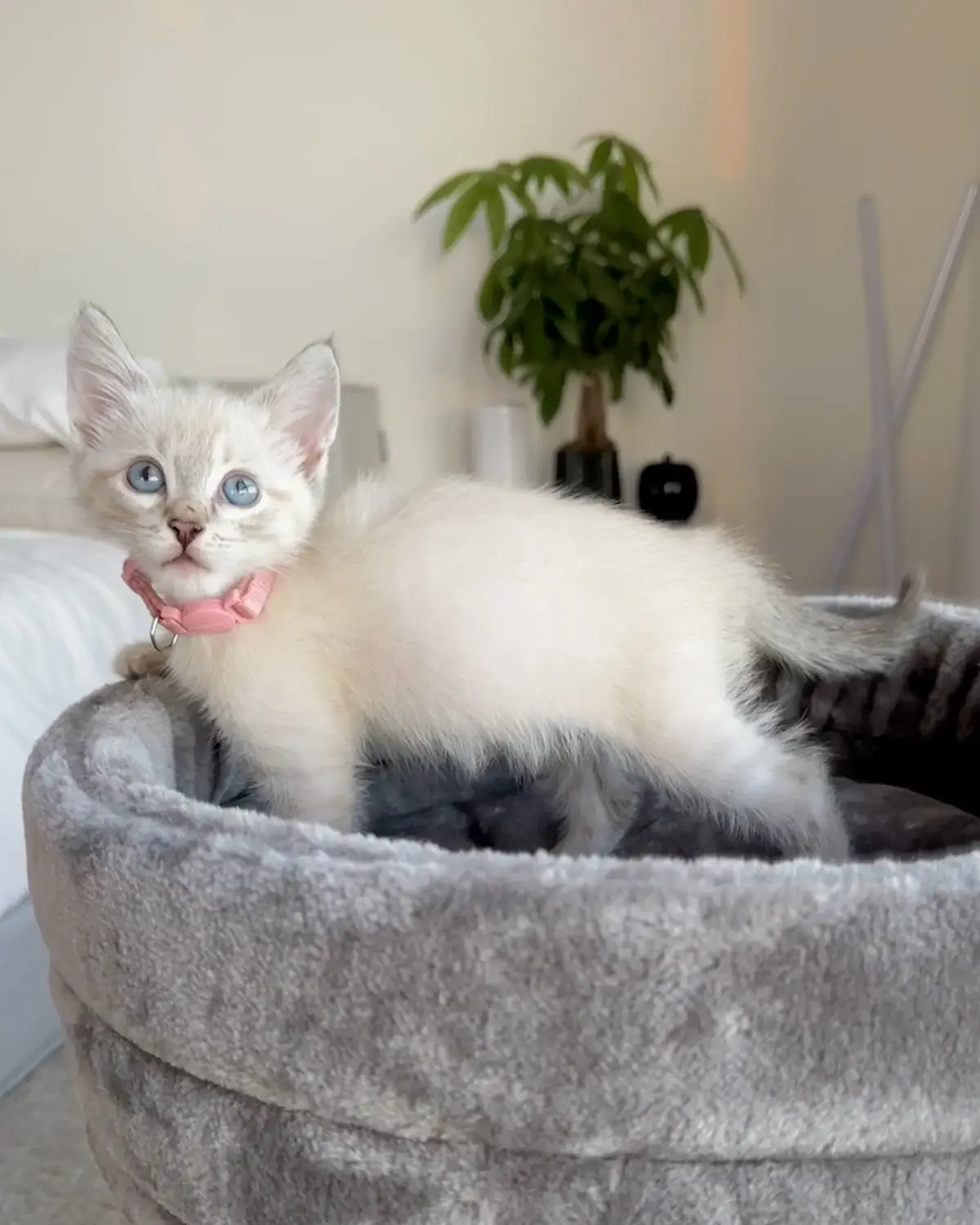 #kittens #cats #lynxpointsiamese #cutekittens #kittensoftiktok #catsoftiktok 