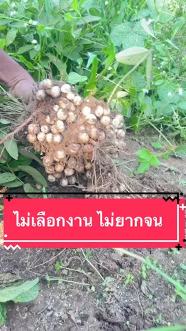 #พิกัดในตะกร้าได้เลยจ้า  #ไม่เลือกงานไม่ยากจน #ขายถั่วค่ะ #ถั่วหรั่ง #ครอบครัวสุขสันต์ #ดันขึ้นฟีดที 