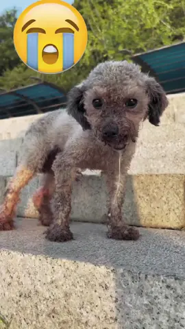 #fyp #bemyfriend #lonely #Love #cutepuppy #tiktok #dogs #dog #doglover #lovedogs Do you love me?🥺❤️😭