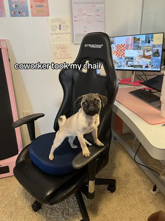 #pug #pugs #pugsoftiktok #pugslife #puglife 