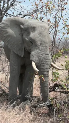 African bush Elephant grazing in wildlife of Africa #wildlife #african #elephant #bushelephant #naturelovers #wildtierwunder #naturephotography #tierfreunde #natureobsessed #animalplanet #wildlifewatch #naturspaziergang #natureexploration #wildlifephotography #naturecommunity #animalencounters #naturabenteuer #wildlifeadmiration #natureconnection #animalbehavior #wildlifeconservation #natureinspired #tierenthusiast #wildlifeencounters #naturwunder #naturerelaxation #animalzen #birdsoftiktok #beruhigendetierwelt #serenitätindernatur #peacefulanimals #tranquilbirds #naturevibes #wildlifetherapy #naturesounds #viral #fyp #fürdeineseite #relaxationstation #tiktokrelax #chillwithanimals #explorenature #furryfriends #naturserenade #naturecapture #wildlifewonders #naturemagic #naturediscoveries #animalinsights #wildlifemarvels #exploretgewild #natureserenity #wildlifegems #naturespectacle #relaxwithnature #tranquilescape #soothingwildlife #chillvibes #naturecalm #peacefulmoments #zenwildlife #relaxationjourney #calmnaturesounds #naturetherapy #tiktoknature #tiktokwildlife #tiktokvibes #tiktokrelax #tiktokexplore #tiktokanimals #tiktoknaturewalk #tiktokchill 