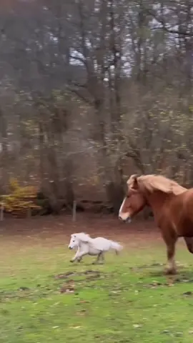 Mini horse running happily 🥰#cute #horse #pony #animals #little 