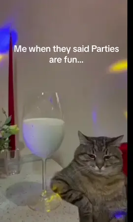 Thier So Boring😑🤣   #fyp #cat #funnycat #chillcat #catparty #relatable #lmaoo #ticktokmemes 