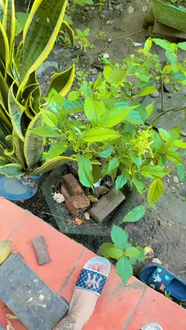 Bình yên 