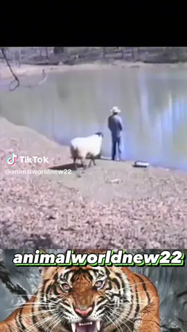 so crazy😂#Animals #crazy #fypspotted #foryou #fypシ #Funny 