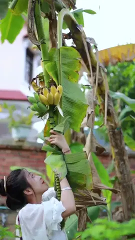 Panen buah-buahan segar langsung dari pohonnya, lumayan sulit pas mau petik buah pisangnya pohonnya langsung ambruk #fruit #fruits #panenbuah 