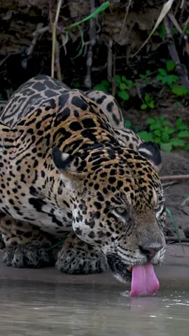 Elusive jaguar drinking water in front of us! What a scene! It’s a lifetime experience follow this majestic species 🐆 Join me in 2024, limited spots. • #jaguars #bigcats #bigcatslover #bigcatsofinstagram #natgeo #wildlifeconservation #phototours #fotografosbrasileiros #wildlifephotographer #nikoncreators #mynikonlife #visitbrazil 