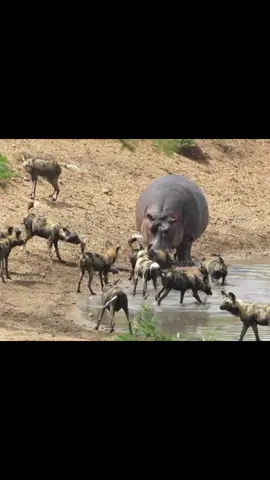 #hippopotamus #wilddog#animal #wildanimals 