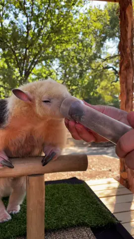 Hogan the anteater loves to munch! 🐜😋 #animals #cute #cuteanimals #fyp #foryou #animal