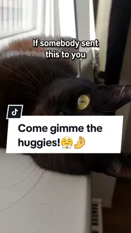 Send this to someone!😤🤣 #funnyvideos #catsoftiktok #cats #kittytheduchess #memes #huggies 