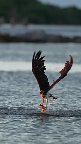 10 mins before sunrise and the ospreys had already worked themselves into a frenzy. This bird immediately caught my eye as it folded its wings and entered its high speed free fall towards some poor unsuspecting fish. Its entry into the water creating a massive splash that became magically lit by the soon to rise sun. As the bird rose like a Phoenix, that same brilliant light set the bird ablaze with an amazing fiery  color making appear to indeed be a Phoenix. I didn’t even notice the fishing line dangling from its catch until I got home. Modern camera gear is amazing! Glad I’m not a fish! #osprey #fish #bird #birbs #florida #marksmithphotography 