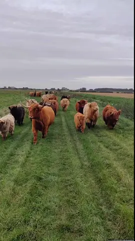 Highland cow racing!😂 #highlandcow #highlandcows #grasspuppies #hairycoo #fluffycow #highlandcowexperience #highlandcowsponsorship #funnycow #funnyanimals #farmvisit #yorkshireattractions #visityorkshire #visiteastyorkshire #visitbeverley #dumblefarm 