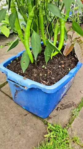 container Gardening | growing chilli in containers #gardening #chilli #chillies #greenchilli 
