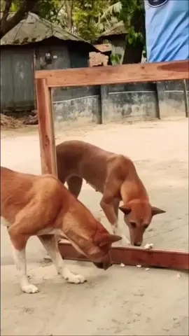 Dog Barking After seeing himself in Mirror #funnydog #angrydog #doglover #foryou #foryoupage❤️❤️