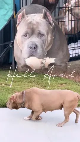 Pups otw !! XL BULLYS #bully #dog #trend #puppy #pup #fyp #pitbull  