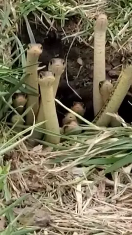 🐍👀#babysnake #snakes #fypシ #foryoupage #nawpha007 