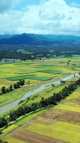 Can you imagine there are many fish in the rice field? Farmers in China’s Yunnan raise fish in the rice fields to improve the quality of rice and boost their income. #china #farmer #farm #grow #fish #ricefield #yunnan