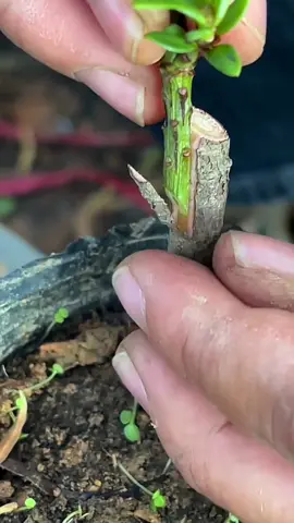 Podocarpus sapling cleft grafting  #foryou #fyp #grafting #graftingtechniques #podocarpus  #graftingplant #plantgrafting 