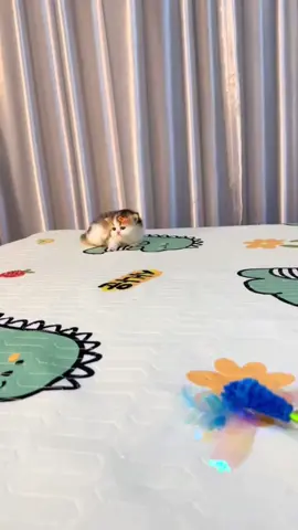 #cat #cute 