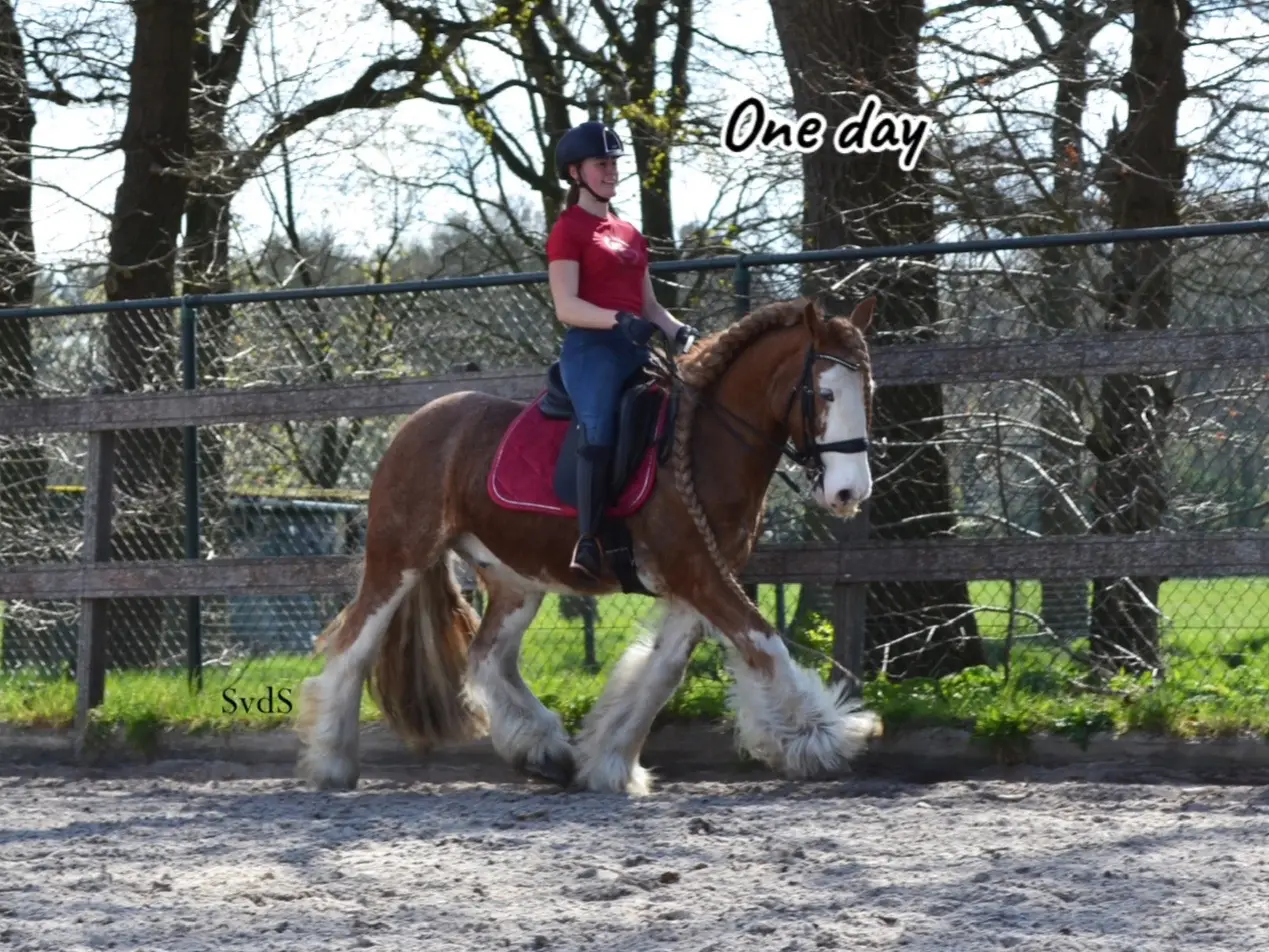 One day or day one 🤩 #foryou #foryoupage #fyp #voorjou #horseriding #horsesoftiktok #horse #paard #pferd #dressage #dressagehorse #dressuurpaard #tinker #irishcob #gypsyvanner #sporttinker 