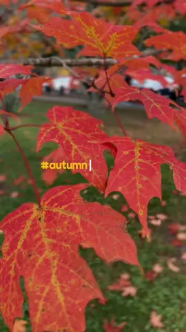 POV: You’re walking to classes at Salve on a perfect fall day 🍂🍁 Fall is here in Rhode Island! Come see for yourself why this time of year is so magical on campus. Book a campus tour today! #salvereginauniversity #thisissalve #lovewhereyoulearn #newenglandcollege #newenglandfall #newenglandfallfoliage #fallfoliage #prettycolleges #newportri