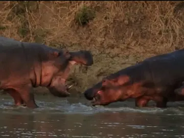 hippo#animal #wildanimals #worldofwildanimals #hippo #tiktok 