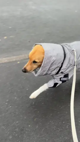 At least I was dry! 😂 Raincoat and waterproof lead linked in video and showcase.  #tiktokdog #dogsinraincoats #dograincoat #funnyfuzzyuk #pawsomepawsboutique #waterprooflead #wetdog 