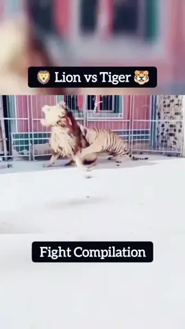 Sư tử đã trở nên nhút nhát hơn từ khi giao lưu võ thuật vs Hổ.😅