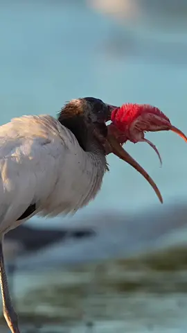 - [ ] Woodstorks are thought to be distant cousins to vultures. They definitely share some of the same qualities. This one is very proud of its scavenged meal. I have a few still shots of this bird and the amount of gore on the bird’s beak is unreal. Let’s test your  biology knowledge. Anyone know what this bird is carrying around? Hint: it was a fish. 