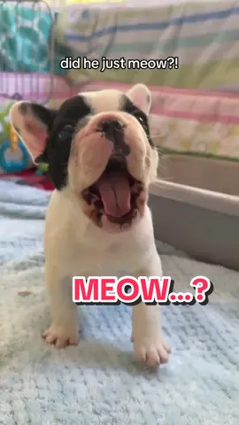 do you think that was a puppy meow?
