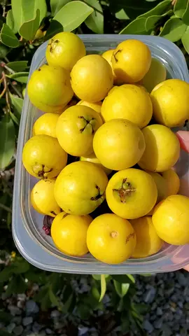 Yellow guava #guava 