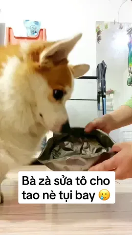 Công nhận bà zà bả chắc thiệt tụi bay 🥲 #CapCut #honhacho #chúchódễthương #petcute #cúnconđángyêu #dogsvideoontiktok #cutedogsontiktok #dogscute #corgidog #corgisoftiktok #corgi #cúnyêu #funnycutedogs #funnyvideos #doglover #pet #dogsoftiktok #haihuoc #haihuocvuinhon #fyp #fypシ #fypシ゚#viral #trending #viralvideo #xh #xhtiktok  