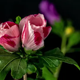 🌺 Nature's Symphony! 🌿 Witness the stunning transformation of a hibiscus flower as it bursts into full bloom in this mesmerizing time-lapse. From bud to beauty, it's a floral masterpiece! 🌞📸 #hibiscus  #timelapse #magic #nature #trending 