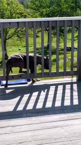 The end 😂😂 episode 12 #funny #pet #animals #funnyanimals #fyp #funnydog #funnycat #🤣🤣🤣 #fun #fail 