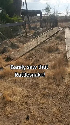 #snakes #rattleblade #fyp #fy #foryou #reptiles #top  #tiktok #flipping #rattlesnakes #pov #snake #Rattlesnake #new #this #selfie #real #trend #popular #earth #world #tiktok #creator #scouting #flipping #snakewrangler #nature #animals #sandiego #california #cali #vod #Vlog #new #snake #trending #wrangler #live #professional #newest #selfie #narrated 