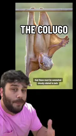 The Colugo: A squirrel bat monkey? #sciencetok #evolution #biology #LearnOnTikTok #edutok #stem #nature #animals #colugo #wildlife #biodiversity  