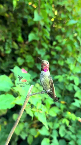 Molting Annas Hummingbird 🪶✨ #hummingbirds #nature #annashummingbird  . Share this video with friends and family to spread the joy of hummingbirds ✨ . . © All rights reserved.  Don’t use without permission.  . . . #hummingbirdlover #birdlover #birds #naturelover #Outdoors #birdwatching #gardenbirds #featherperfection #instabirds #wildlife #hummingbirdfeeder #backyardbirds #birdsinflight #hummingbird  #hummingbirdsoftiktok #asmr #foryou #vibes #WeekendVibes #hummerbirds #viral #fyp #foryoupage #reels #birdreels #naturereels #reels__tiktok #viralvideo 