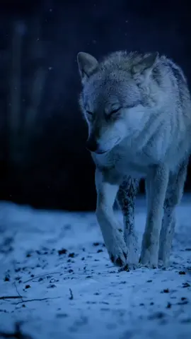 #wolf #wolves #wolfpac #wild #wildlife #graywolf #ذئب #ذئاب 