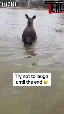Look at the end…😂 Funny animals compilation 😊. Try not to laugh. #Pet #Cat #Dog #Funnypets #Animalsoftiktok #Petlover #PetsOfTikTok #Cuteanimals #Animals #Funnyanimals #Viral #Fyp #Foryou 