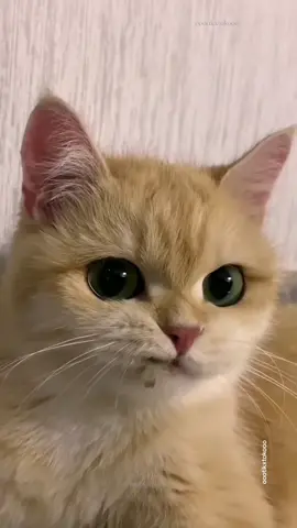 Kung Fu Cat #cat #cats #funnyvideo #funnycat #kungfucat 