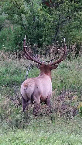 Hard to believe but this bull lost his harem early in the rut and never got it back!  www.GoodBullGuided.com #wildlife #nature #colorado #photography #elk 