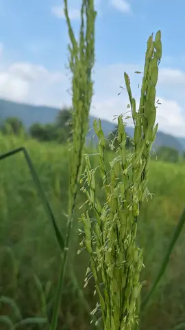 #เรื่องราวดอกข้าวบาน #ดอกข้าว #ชาวนา #บ้านฉัน  🌾#ข้าวหอมมะลิ #ข้าวขาวดอกมะลิ105  #พอดีมีสุข #ไร่ครูบาส 🌾🌾🌾 ดอกข้าวจัดเป็นชนิด ดอกสมบูรณ์เพศ (Perfect flower) เพราะมีเกสรตัวผู้ และเกสรตัวเมีย อยู่ในดอกเดียวกัน ฉะนั้น การผสมเกสร (Pollination) ส่วนใหญ่จึงเป็นการผสมตัวเอง (Self-pollina- tion) และผสมแบบข้ามต้น (Cross-po- llination) ซึ่งการผสมเกสรภายในดอกเดียวกันจะเกิดขึ้นในเวลาเช้าก่อนที่เปลือกนอกใหญ่จะบานออกเล็กน้อย         การบานของดอกข้าวจะเริ่มบานจากปลายรวงลงมาสู่โคนของรวงข้าว โดยดอกข้าวทุกดอกจะบานเต็มที่ใช้ระยะเวลาประมาณ 7 วัน ซึ่งหลังจากบานเต็มที่แล้วดอกข้าวจะมีการผสมเกสรแบบภายนอกด้วย อ่านต่อได้ที่ https://board.postjung.com/1142351