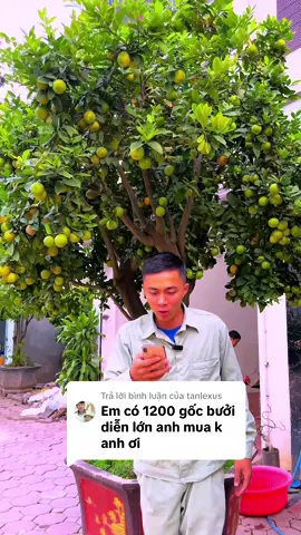 Trả lời @tanlexus thu mua với gi.a tốt . Nó lại gọi là đúng người đúng thời điểm 👍. Hết nước chấm anh chị em ❤️ #TikTokAwardsVN2023 #xuhuong #xuhuongtiktok #LearnOnTikTok #ngochoahong #chanh #chanhta #chanhtuquy #chanhchua #caychanh #caycanh 